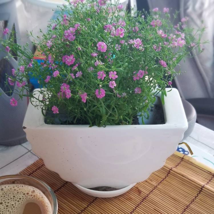 Plant image Gypsophila paniculata 'My Pink'