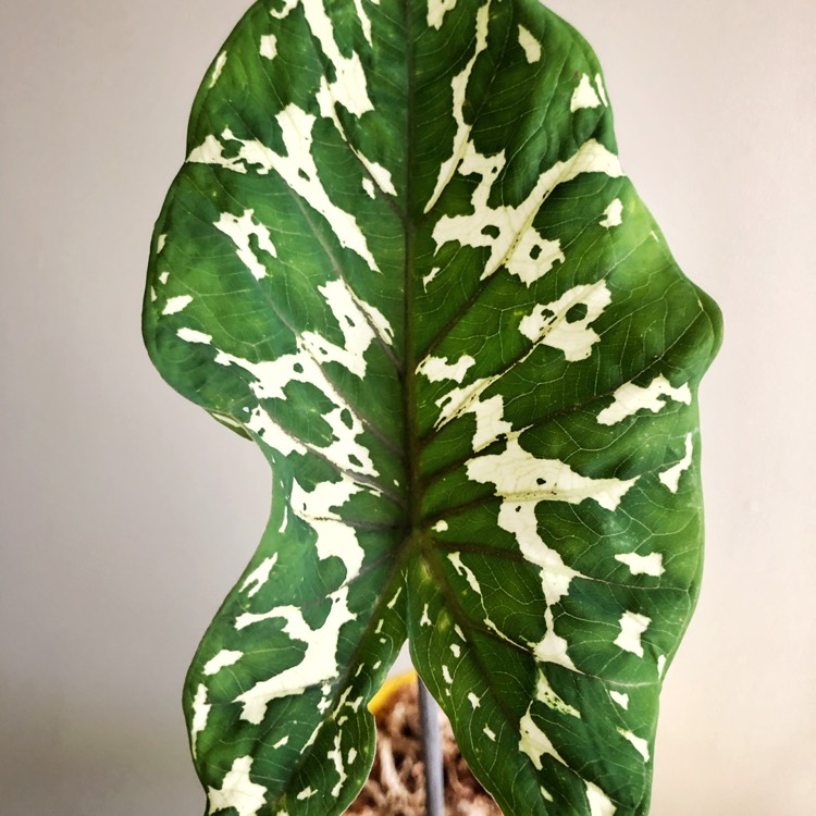 Plant image Alocasia 'Hilo Beauty'