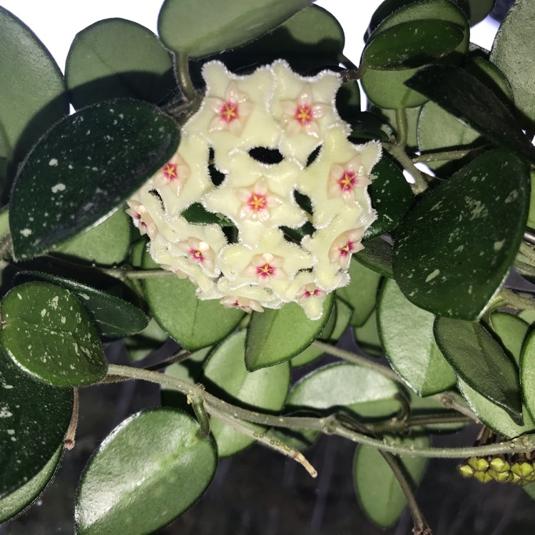 Plant image Hoya 'Mathilde'