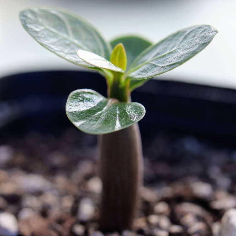 Plant image Adenium Arabicum