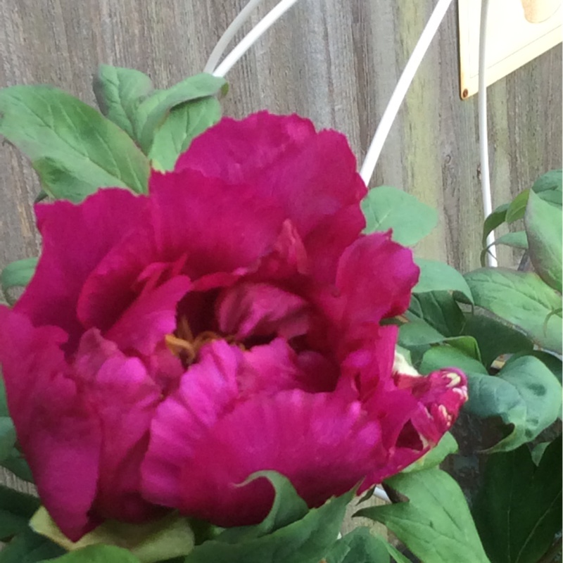 Peony