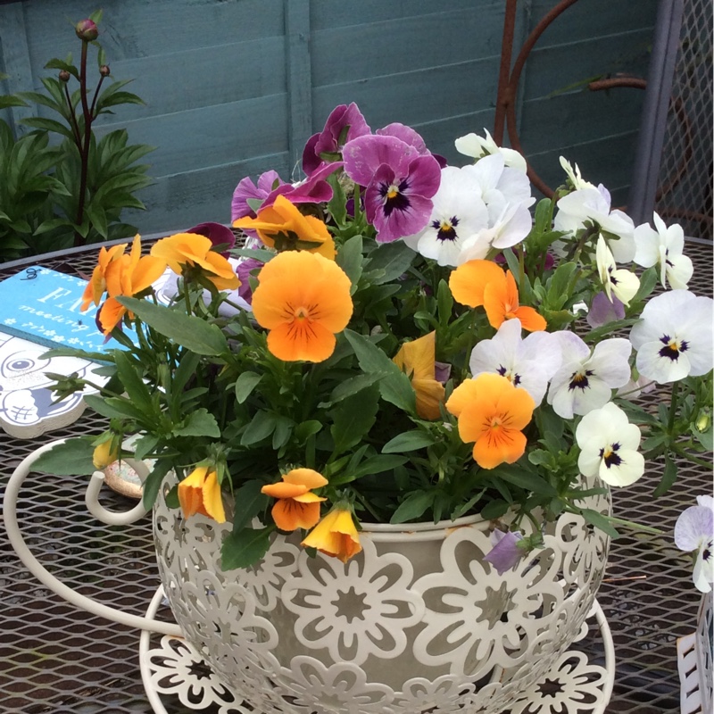 Horned Pansy 'Rocky Mickey'