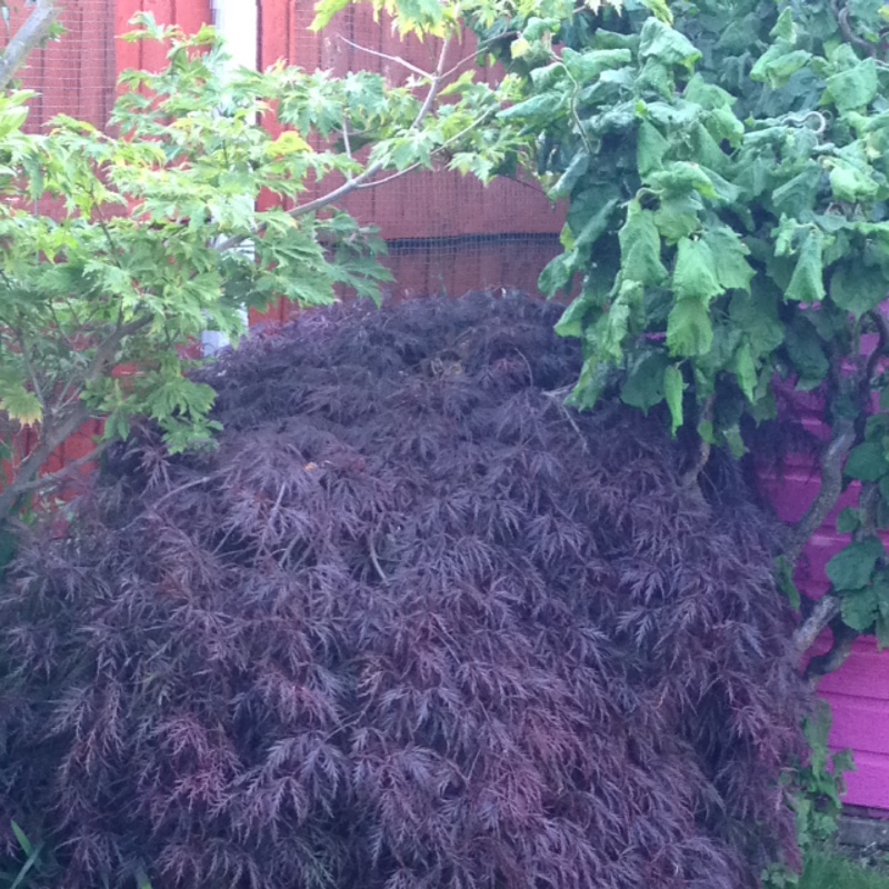 Plant image Acer Palmatum 'Inaba-Shidare'