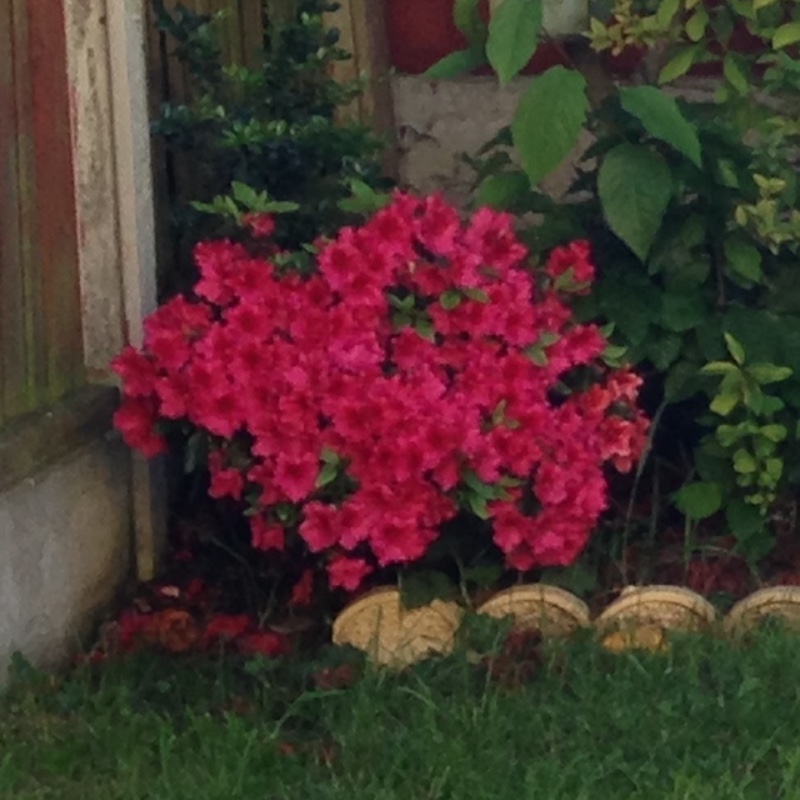 Plant image Rhododendron 'Roblec' (Encore Series) syn. Rhododendron 'Encore Autumn Carnation'