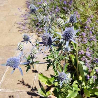 Sea Holly