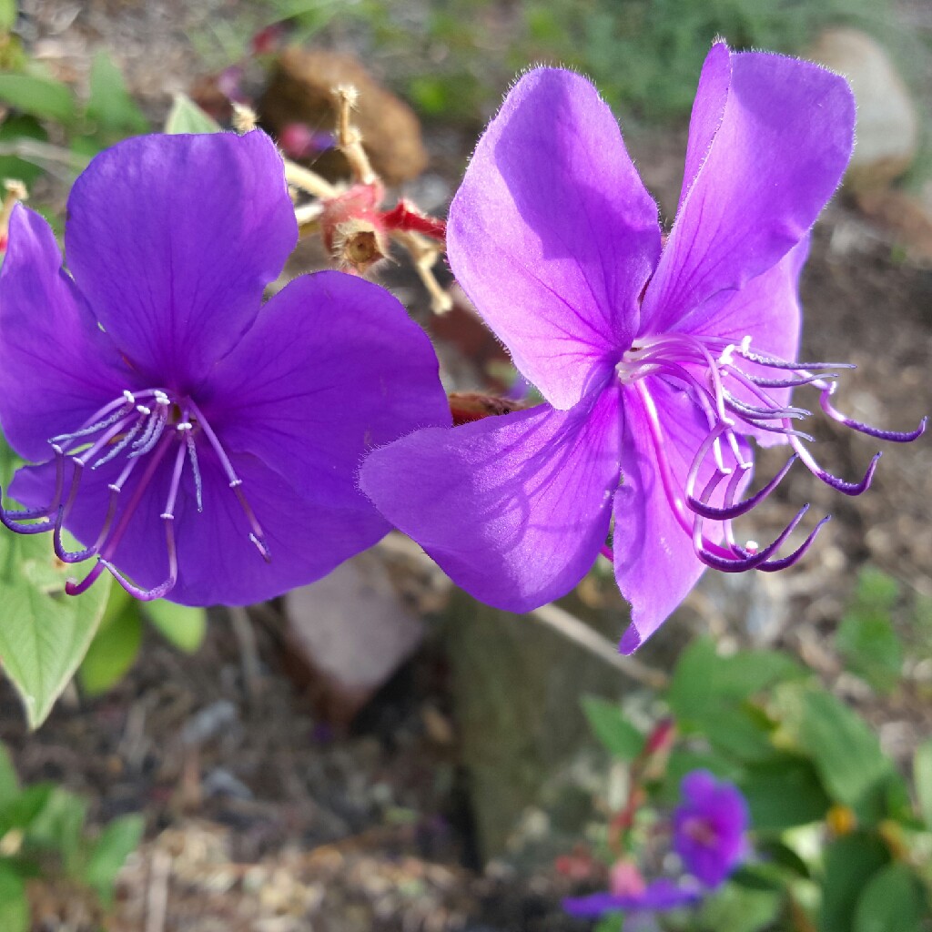 Plant image Tibouchina urvilleana