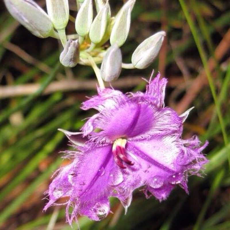 Plant image Thysanotus tuberosus