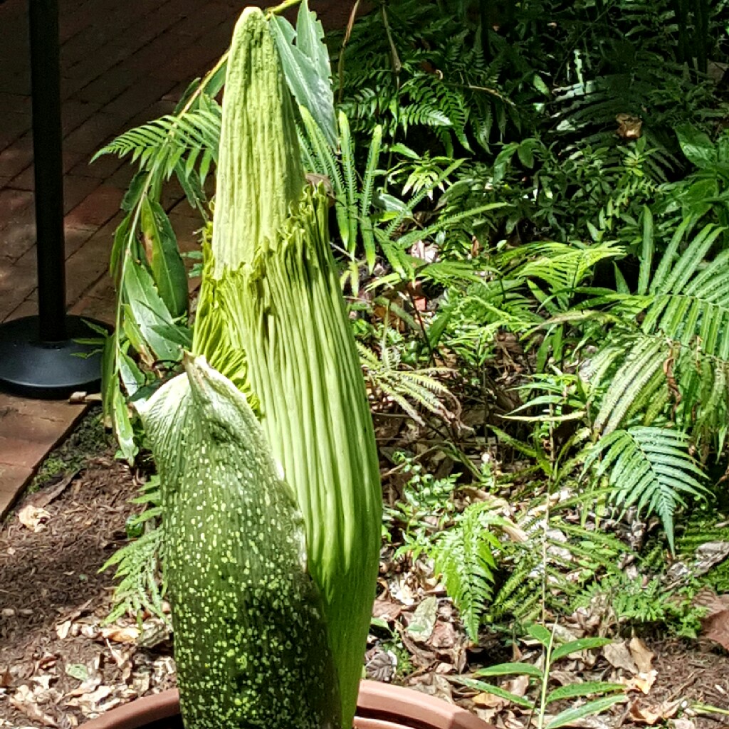 Amorphophallus titanum