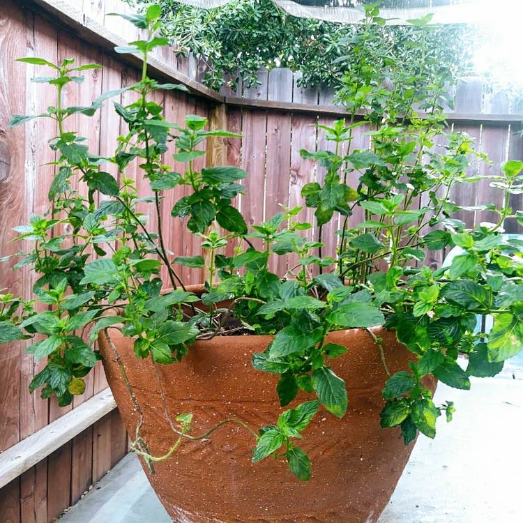 Plant image Mentha x piperita 'Strawberry'