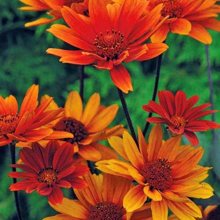 Plant image Heliopsis Helianthoides var.scabra 'Bleeding Hearts'