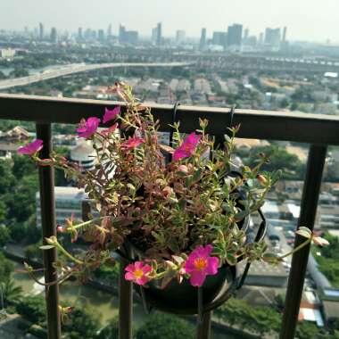 Portulaca grandiflora