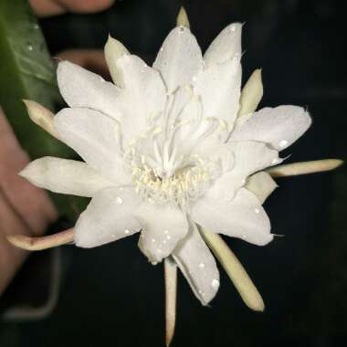 Epiphyllum oxypetalum