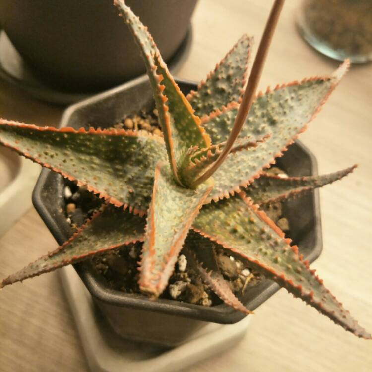 Plant image Aloe 'Bright Star'