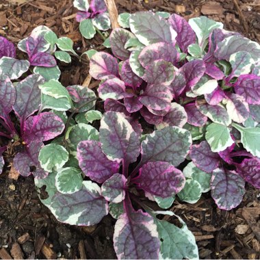 Ajuga reptans