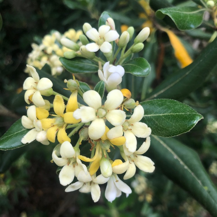 Plant image Pittosporum tobira