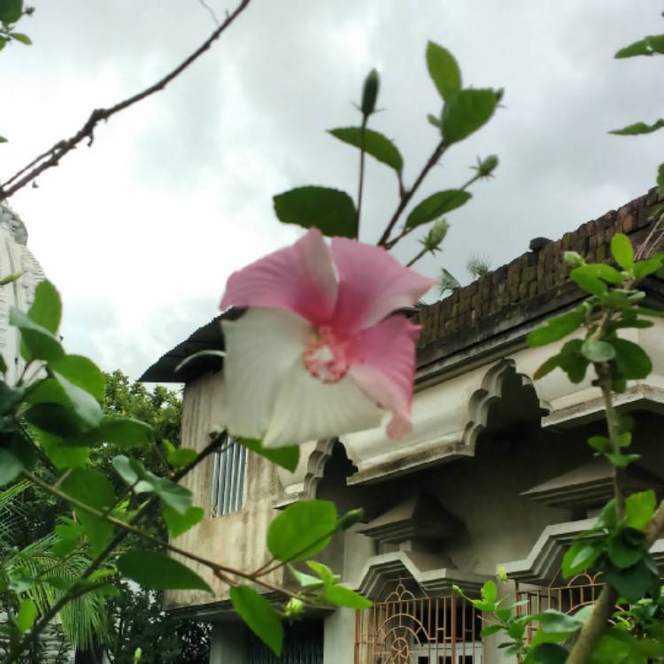 Plant image Hibiscus rosa-sinensis 'Dainty White'