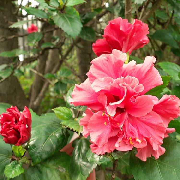 Plant image Hibiscus rosa-sinensis 'D.J O'Brien