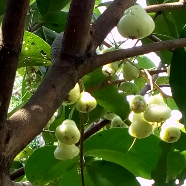 Plant image Syzygium Jambos