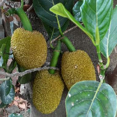 Artocarpus heterophyllus