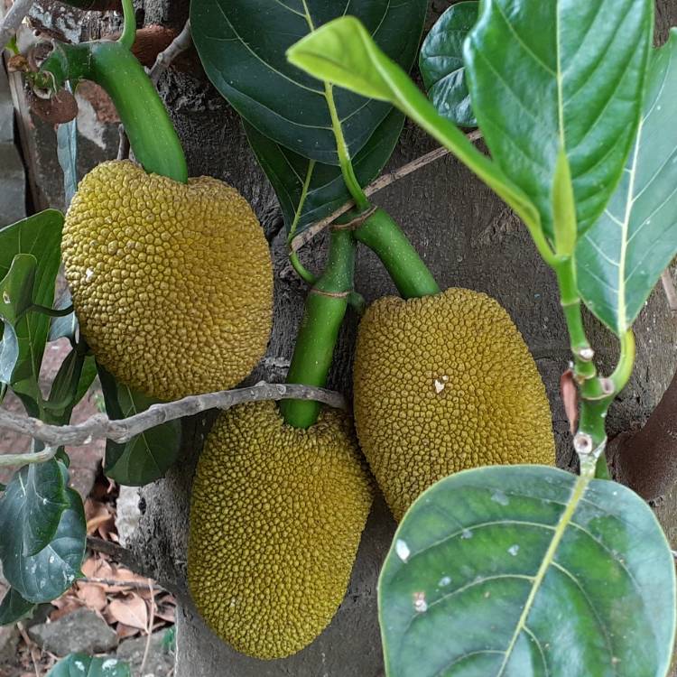 Plant image Artocarpus heterophyllus