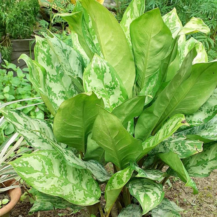 Plant image Aglaonema Silver Bay