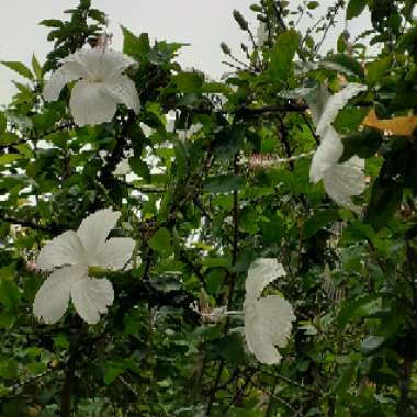 Hibiscus rosa-sinensis 'Dainty White'