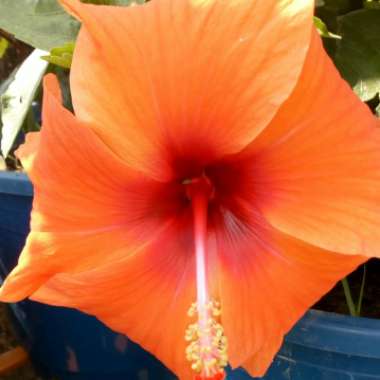 Hibiscus Fiori Grande