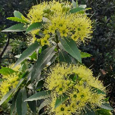 Xanthostemon chrysanthus