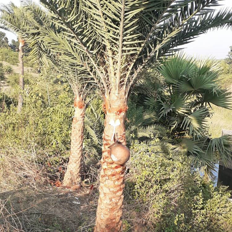 Plant image Phoenix dactylifera