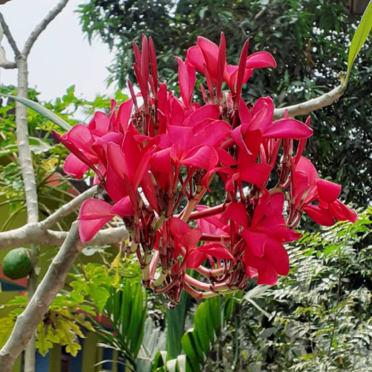 Plant image Plumeria Rubra 'Hot pink'