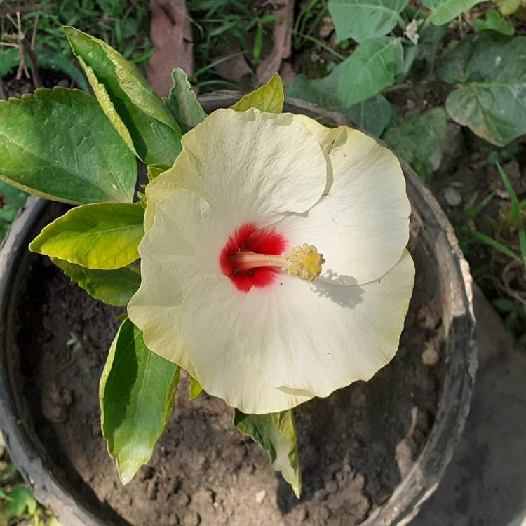 Plant image Hibiscus moscheutos 'Balhibwhi' (Luna Series) syn. Hibiscus moscheutos 'Luna White'