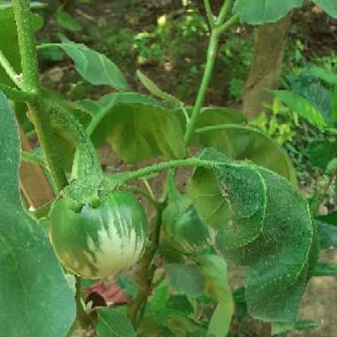 Solanum melongena