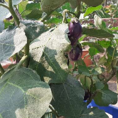 Solanum melongena