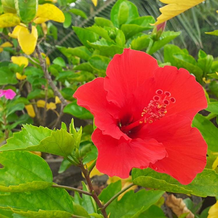 Hibiscus Rosa-sinensis 'Ruby Red', Hibiscus 'Ruby Red' - uploaded by ...