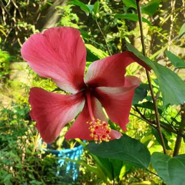 Hibiscus 'Hollywood'