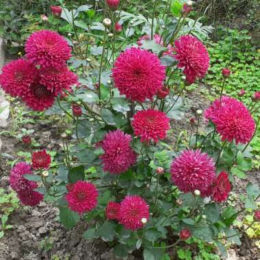 Chrysanthemum