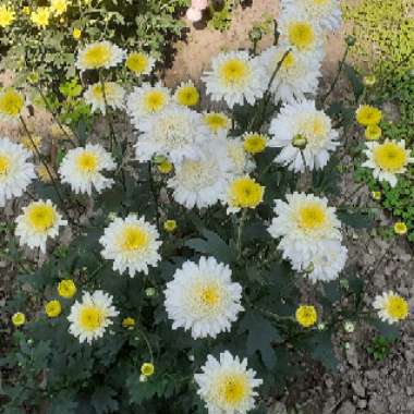 Chrysanthemum