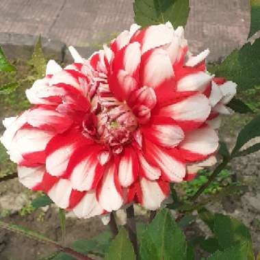 Dahlia (Bedding Varieties)