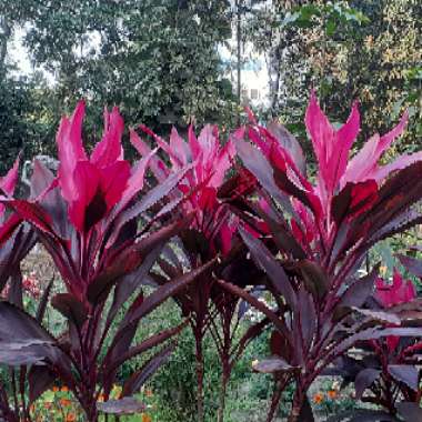 Cordyline Rubra