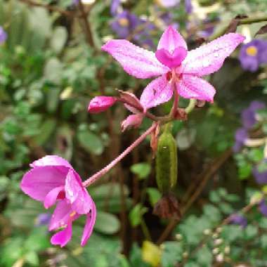 Spathoglottis Plicata Orchid