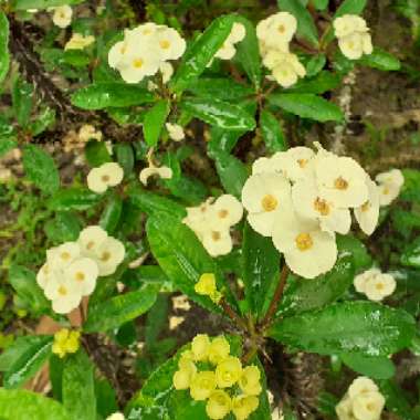 Crown Of Thorns