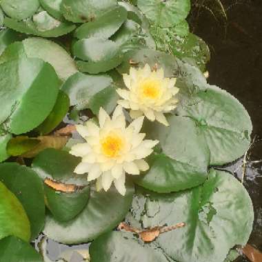 Water Lily