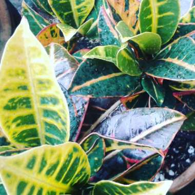 Garden Croton