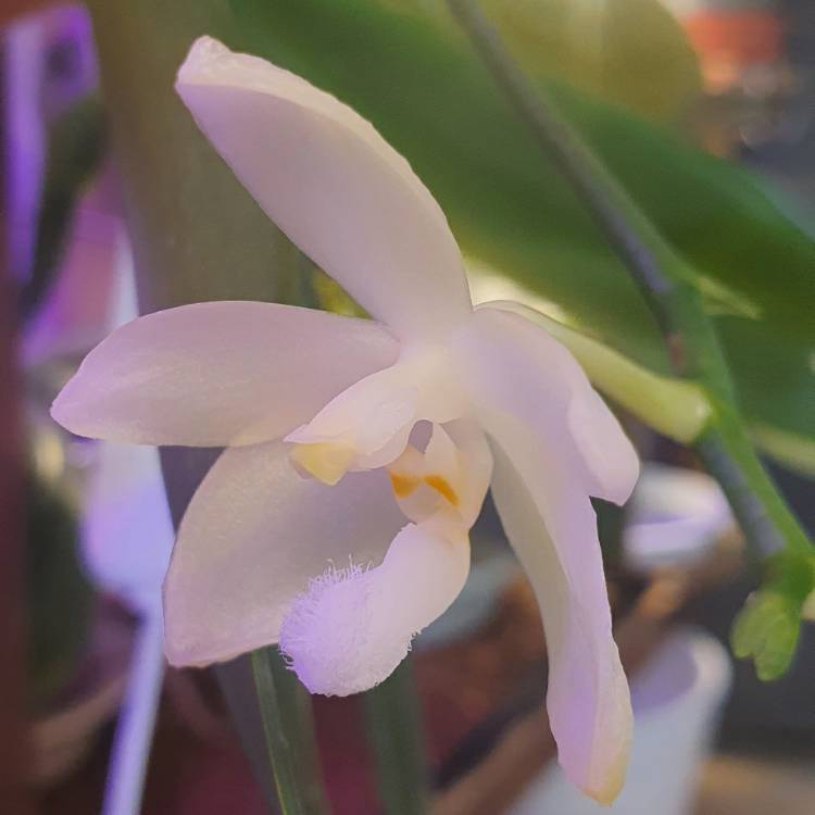 Plant image Phalaenopsis tetraspis