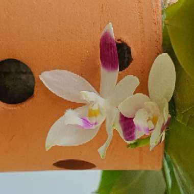 Phalaenopsis tetraspis