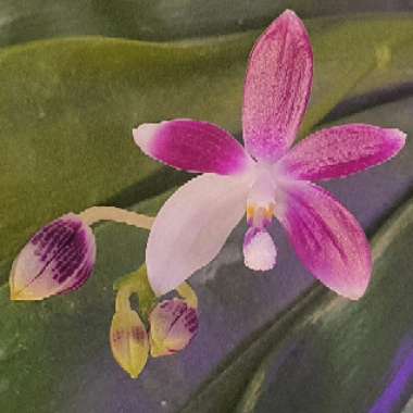 Phalaenopsis tetraspis