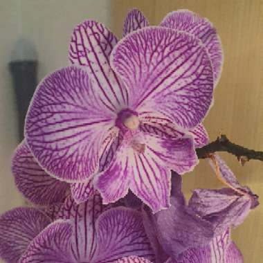 Moth Orchid