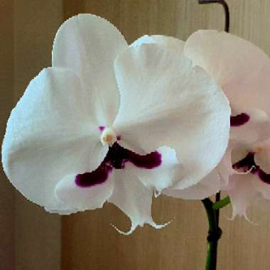 Moth Orchid