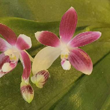 Phalaenopsis tetraspis