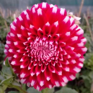 Bedding Dahlia